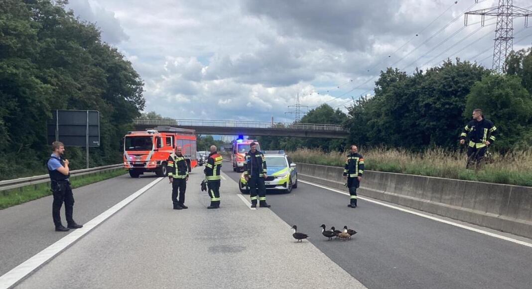 Entenfamilie auf Autobahn, Wiesbaden