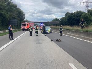 Entenfamilie auf autobahn, wiesbaden