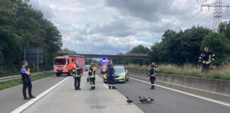 Entenfamilie auf Autobahn, Wiesbaden