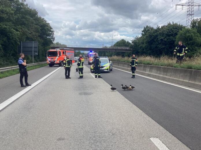 Entenfamilie auf Autobahn, Wiesbaden