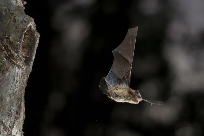 Fledermaus Fledermaus