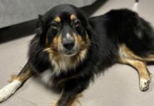 Hund in Wintersheim gefunden – Besitzer dringend gesucht