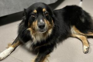 Hund in wintersheim gefunden – besitzer dringend gesucht Hund in wintersheim gefunden – besitzer dringend gesucht