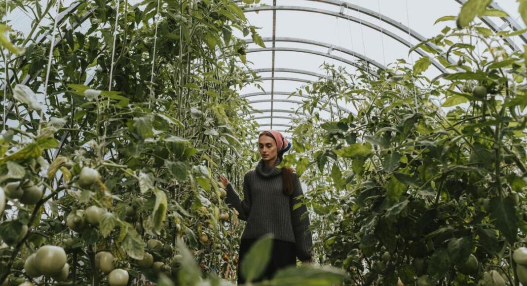 Gewächshaus, Pflanzen, Lebensmittel