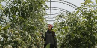 Gewächshaus, Pflanzen, Lebensmittel