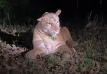 Polizeieinsatz wegen „Puma“ im Bonifatiuspark bei Frankfurt