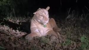 Gau-algesheim: wiedereröffnung der „rheinwelle“ im november