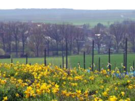 Gau-Odernheim