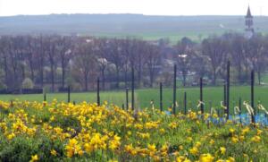 Mehrere einsätze für die wiesbadener polizei Mehrere einsätze für die wiesbadener polizei
