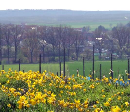 Gau-Odernheim