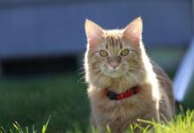 Katzenglück im Garten: So genießen Stubentiger den Freigang – und finden immer zurück