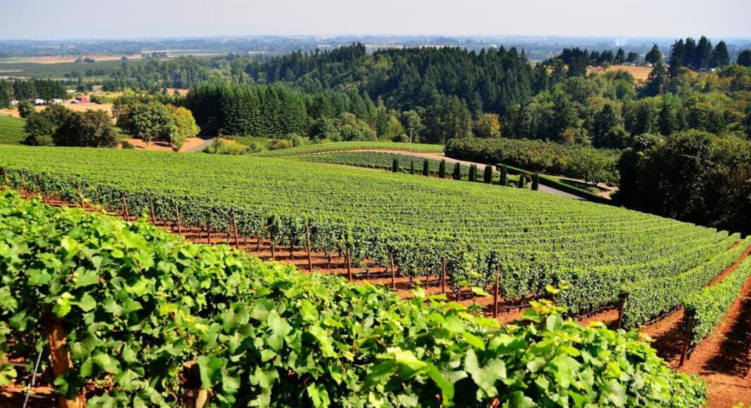 Weinberge, Wein