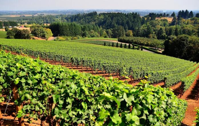 Weinberge, Wein