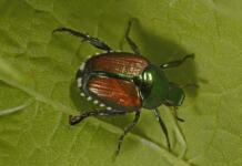 Neue Informationen zum Japankäfer in Ginsheim-Gustavsburg