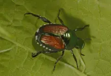 Neue Informationen zum Japankäfer in Ginsheim-Gustavsburg