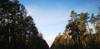 Straße, Landschaft, Bäume, Allee