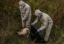 Veterinäramt erlässt neue Verfügungen für Mainz und Mainz-Bingen