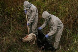 Tierheim mainz: keine aufnahme von wildvögeln wegen vogelgrippe