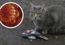 Was bedeutet die Vogelgrippe für Haustiere?