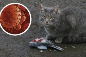 Südhessens autobahnen im fokus der polizei