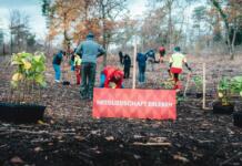 Mainz 05 und ENTEGA pflanzen 1.000 Linden im Lennebergwald