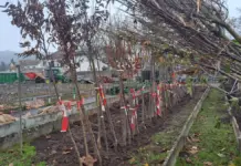 113 kostenfreie Bäume für Bürger in Bingen Baumsortierung für die Aktion „Dein Baum fürs Klima“ 2025 (Quelle: Stadt Bingen | Wiebke Fleischmann)