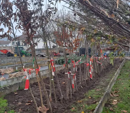 Baumsortierung für die Aktion „Dein Baum fürs Klima“ 2025 (Quelle: Stadt Bingen | Wiebke Fleischmann)