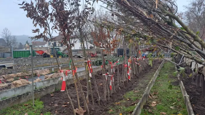 Baumsortierung für die Aktion „Dein Baum fürs Klima“ 2025 (Quelle: Stadt Bingen | Wiebke Fleischmann) Baumsortierung für die Aktion „Dein Baum fürs Klima“ 2025 (Quelle: Stadt Bingen | Wiebke Fleischmann)