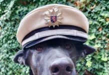 Polizei Westhessen trauert um Diensthund Sherlock