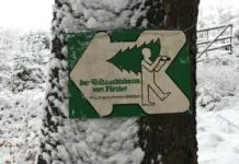 Verkauf von Weihnachtsbäumen aus dem Binger Wald