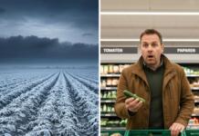 Gurkenpreise in Deutschland