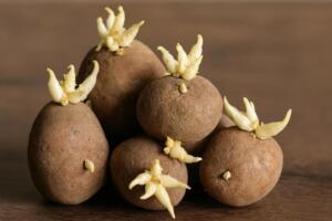 Der hafenpark in rüdesheim am rhein