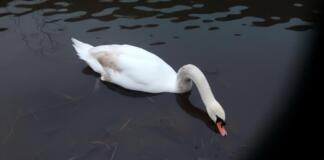 Bad Kreuznach Schwan