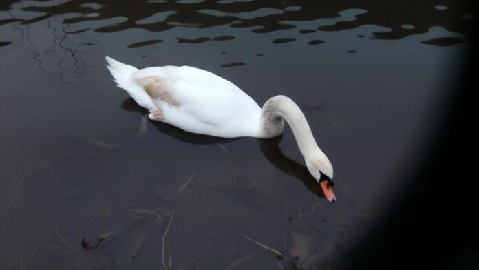 Bad Kreuznach Schwan