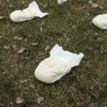 Ekel-funde in der gemeinde budenheim