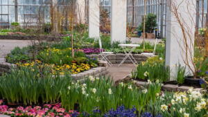 Frühlingsblumenschau im Palmengarten