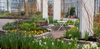 Frühlingsblumenschau im Palmengarten