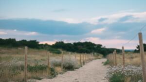 Hunde im mainzer sand
