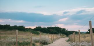 Hunde im Mainzer Sand