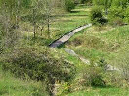Hunde im Ober-Olmer Wald