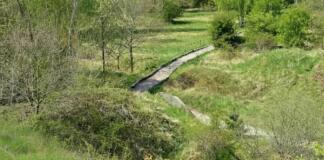 Hunde im Ober-Olmer Wald