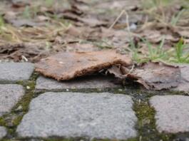 Hundehaufen in Mommenheim