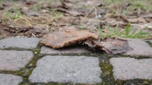 Hundehaufen in mommenheim