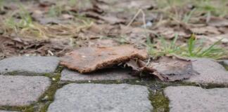 Hundehaufen in Mommenheim