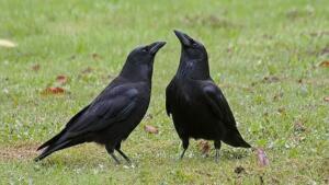 Krähenplage auf dem lerchenberg - maßnahmen der stadt mainz starten Krähenplage in mainz