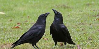 Krähenplage in Mainz