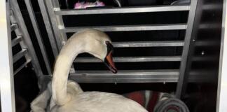 Tierheim Mainz rettet Schwäne