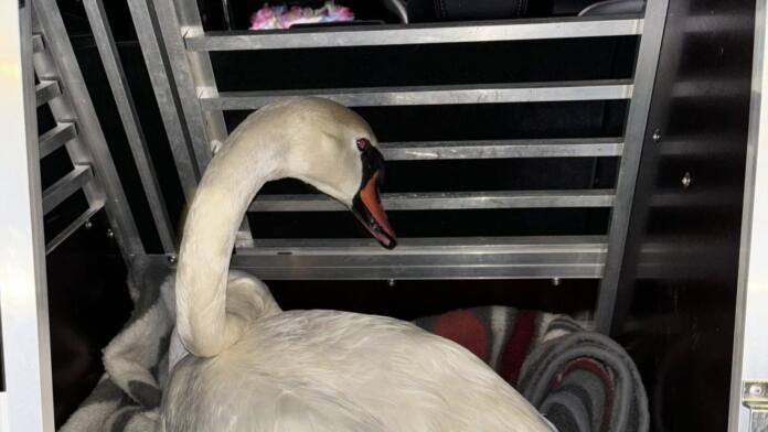 Tierheim Mainz rettet Schwäne