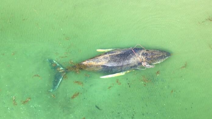 Buckelwal in Wismar Buckelwal in Wismar