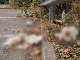 Christian Kanka zur Verschmutzung an der Rheinallee in Mombach